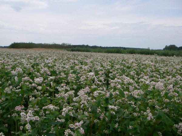 Vokės filialo grikių veislės auginamos ir Suomijos laukuose