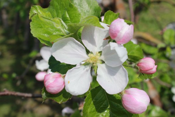 Garden flowering and seminar “Plant's Biotechnology and Agriculture”