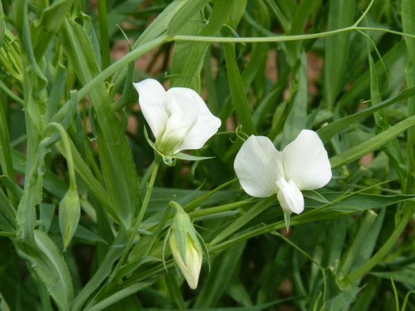 Mokslininkai dalyvavo simpoziume „Protein Crops for the Future“